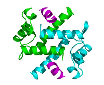 蛋白结构分析