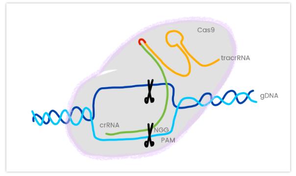 【深蓝云直播课堂】Naica数字PCR技术用于基因编辑和多重突变检测