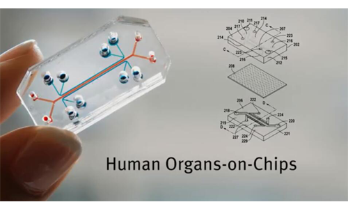 微流控器官培养芯片的简要概述