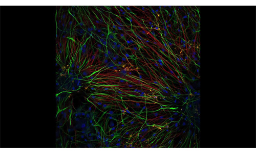 神奇的细胞世界 | 徕卡显微镜在生命科学研究中拍摄的图像