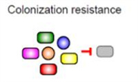 斯坦福团队构建复杂的合成微生物组
