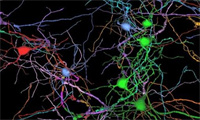 直播回顾：AI 助力神经元的自动分析