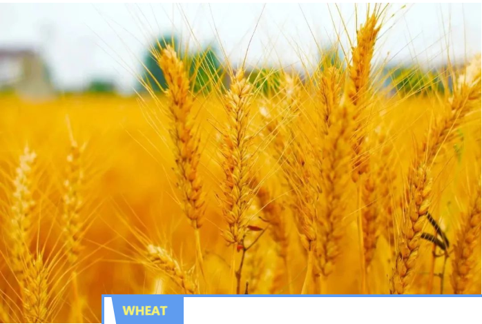 Resonon | Resonon Pika L在干旱胁迫下小麦叶绿素快速无损评价方面的应用