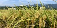 浙江省分析测试协会发布水稻转基因检测 高通量基因检测仪有望大发展
