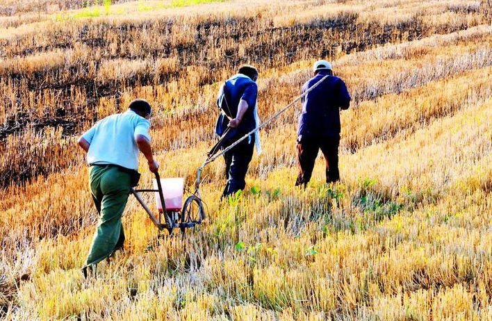 中央农村工作会议强调种业育种 农机仪器如何助力种子培育