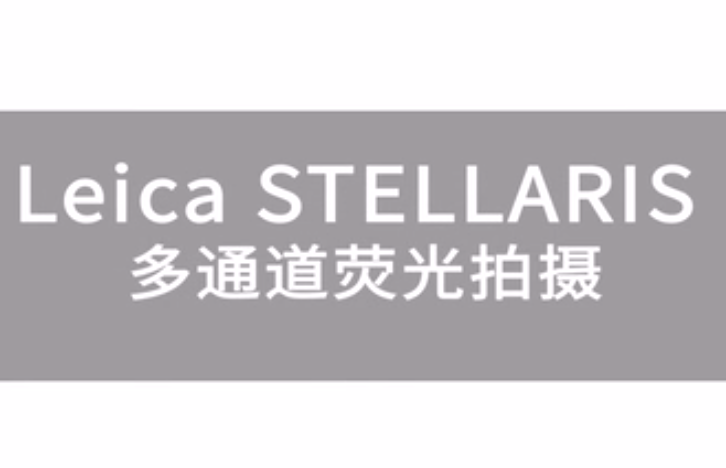 Leica STELLARIS 多通道荧光拍摄