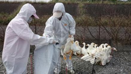 揭示了分子水平上h5n1禽流感病毒在不同禽种间的传播机制,使