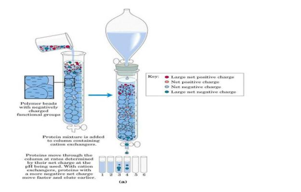 离子交换色谱蛋白质纯化流程
