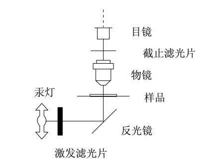 荧光显微镜工作原理.jpg