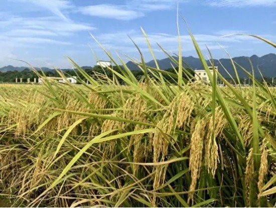 水稻.jpg