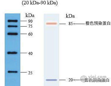 wb 专用蛋白marker价格_厂家_图片-仪器网