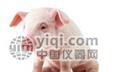 其它猪病抗体江苏快三网上投注合法检测ELISA试剂盒