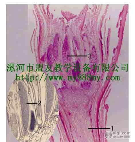 微生物玻片标本-图为葫芦藓精子器纵切