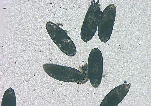 明美倒置显微镜下的果蝇虫卵