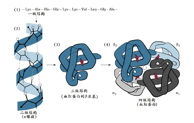蛋白质结构简式图图片