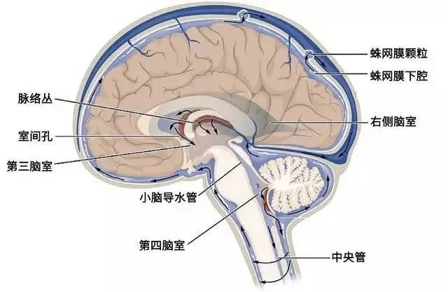 中脑导水管解剖图片