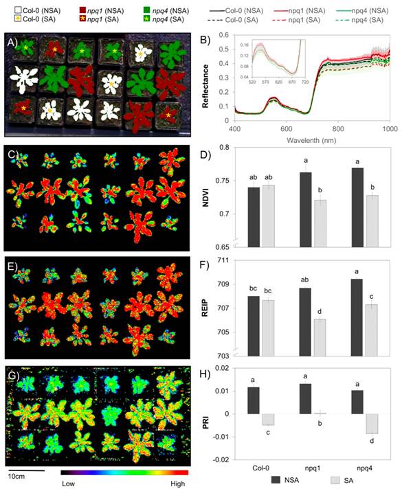 ../../../产品技术/光学/高光谱/specim.fi/IQ/IQ%20for%20phenotyping.jpg