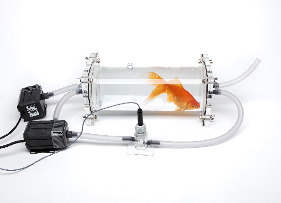 鱼类及水生无脊椎动物呼吸代谢测量系统