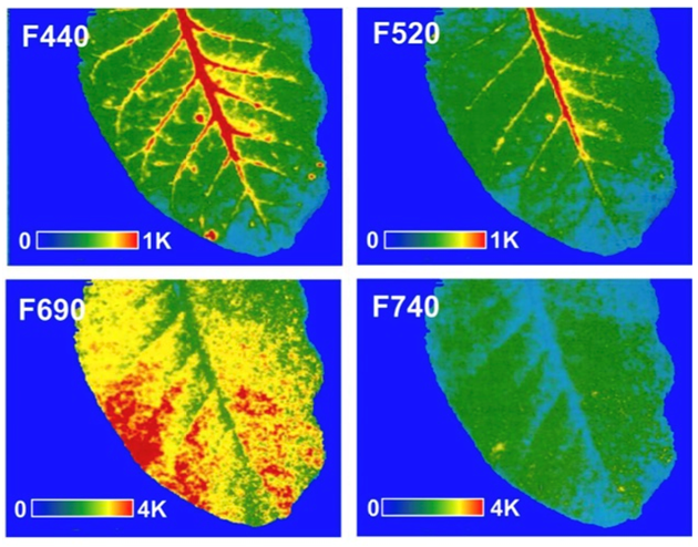 FluorTron UV-MCF生物熒光高光譜成像系統