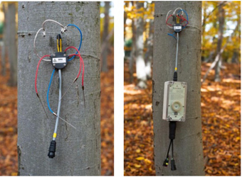 EMS81樹木莖流觀測系統