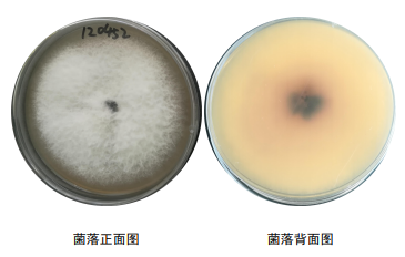 镰刀菌菌落形态特征图片