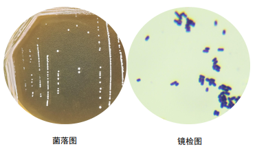 植物乳杆菌掌元图片