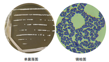 单菌落划线图片