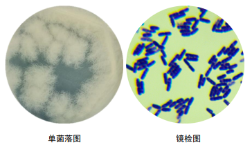 芽孢杆菌平板菌落图图片
