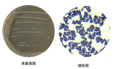 戊糖片球菌感染图片