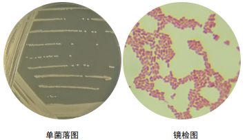 大肠埃希菌镜下形态图片