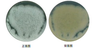 復甦質量記錄:根據活化要求進行活化,記錄結果如下