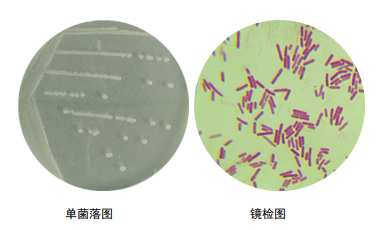 芽孢杆菌平板菌落图图片