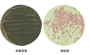 单菌落划线图片
