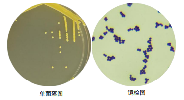 藤黄八叠球菌的运动性图片