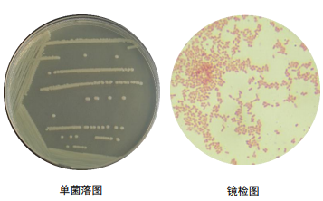 平板划线法大肠杆菌图片