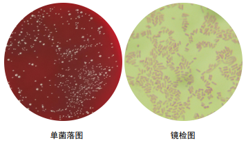 单菌落划线图片