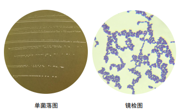 单菌落划线图片