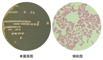 产气克雷伯菌图片