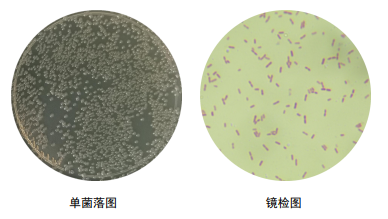 铜绿假单胞菌菌落颜色图片