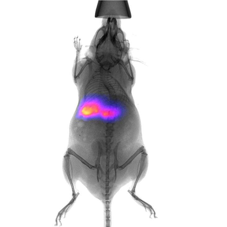 小动物活体荧光成像图片