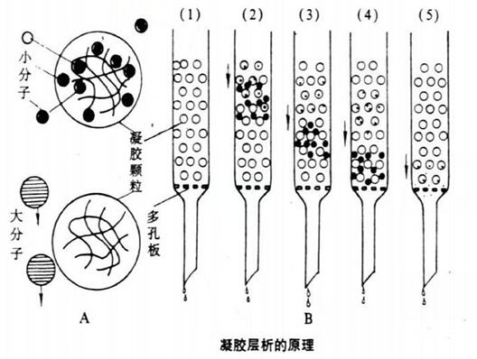 凝胶层析的基本原理.jpg